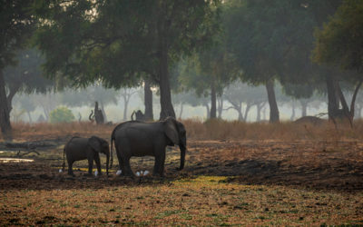 A Celebration of World Wildlife Day