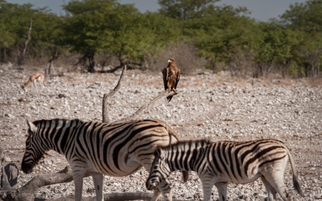 Biodiversity, Climate Change, and Well-being are Linked