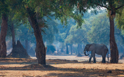 Celebrating World Environment Day with a New Partnership for Wildlife Centered Tourism and Well-being