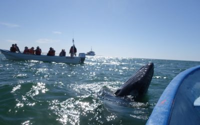 Happiness and the Oceans