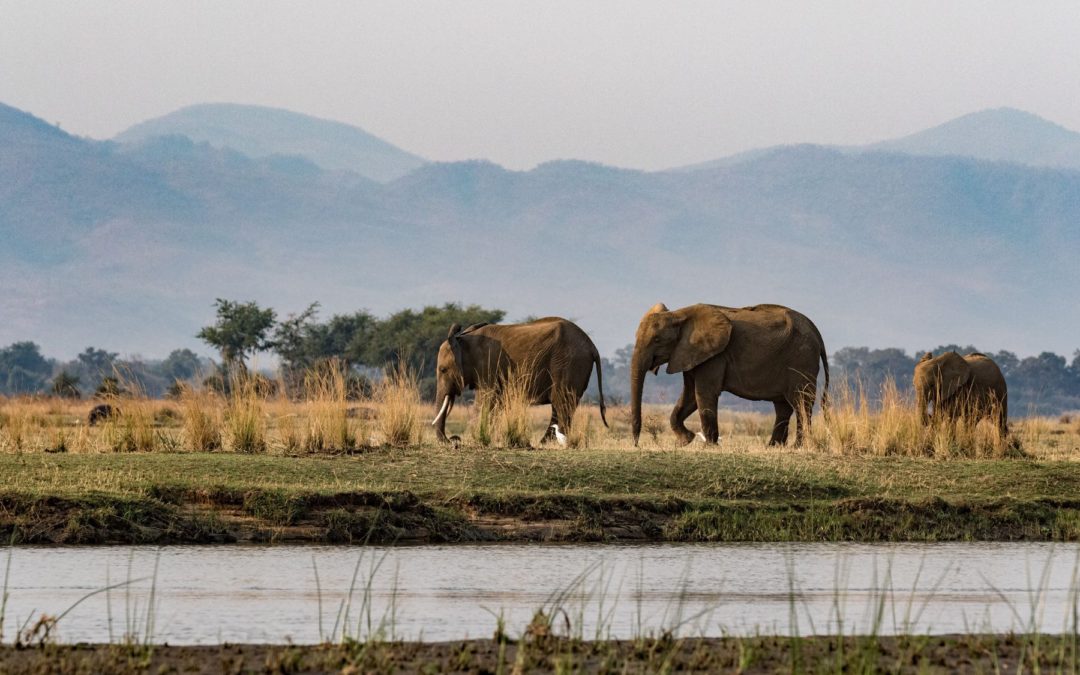 Water for Elephants: How Nature Helps to Combat Desertification