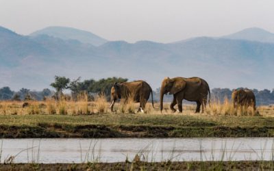 Water for Elephants: How Nature Helps to Combat Desertification