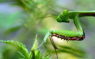 Insect Biodiversity in Urban Spaces – A Super Fly Topic in Conservation!