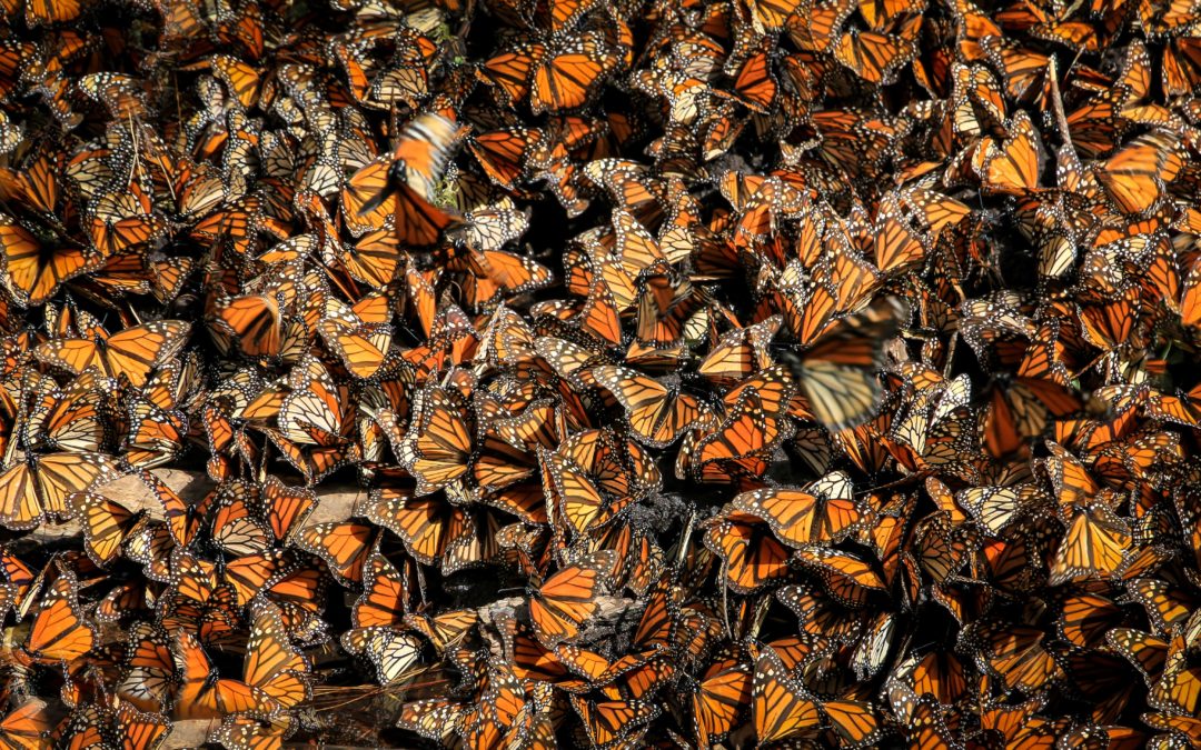 Monarch Butterflies: Signifying Spring