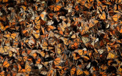 Monarch Butterflies: Signifying Spring