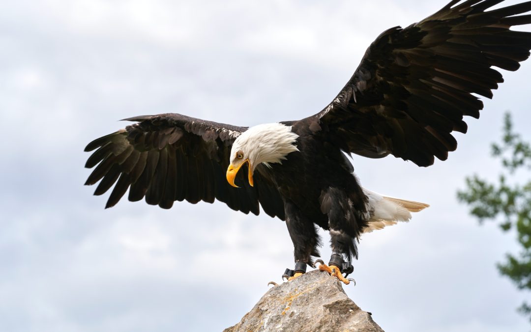 The Significance of Bald Eagles in the United States