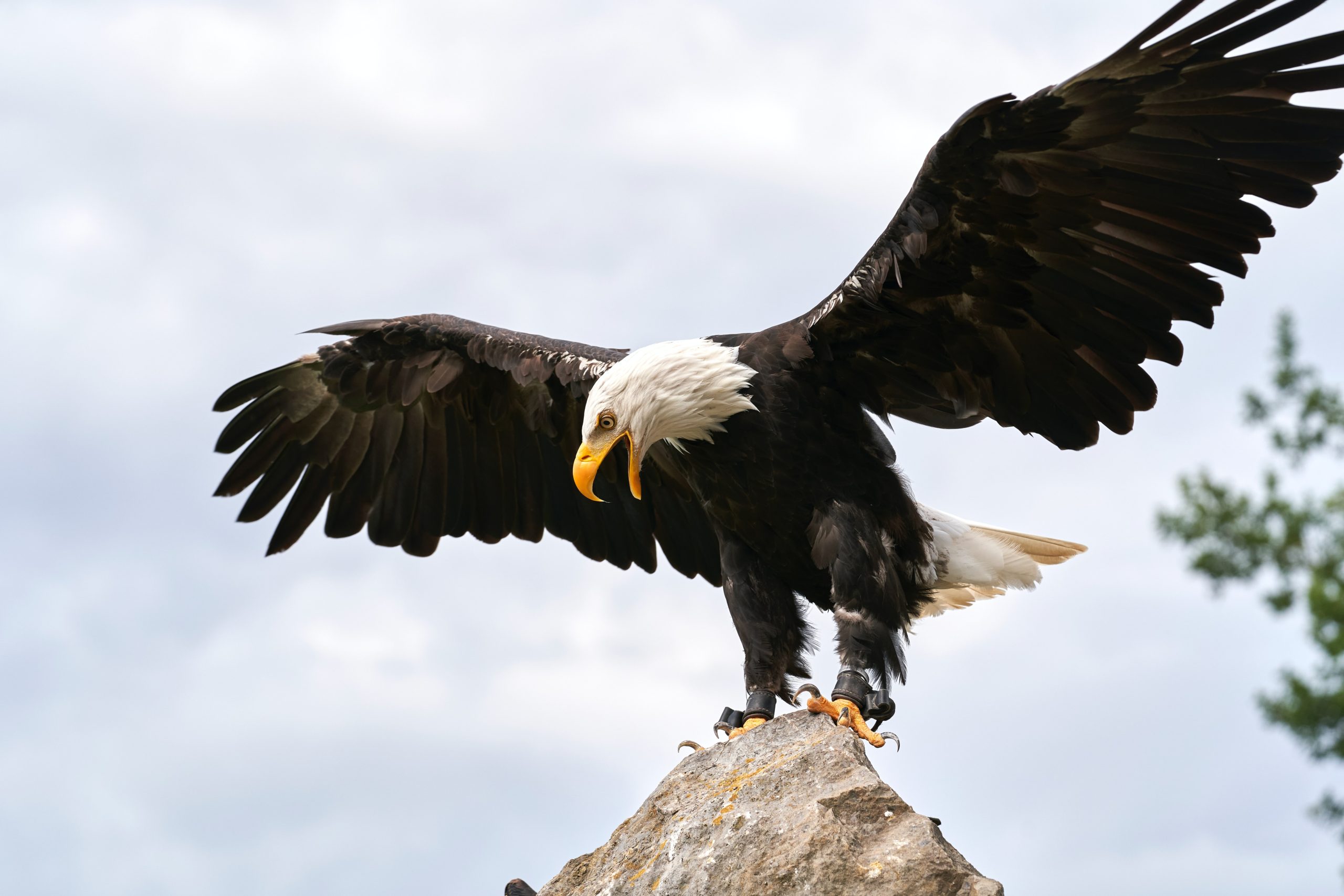 The Significance Of Bald Eagles In The United States OneNature