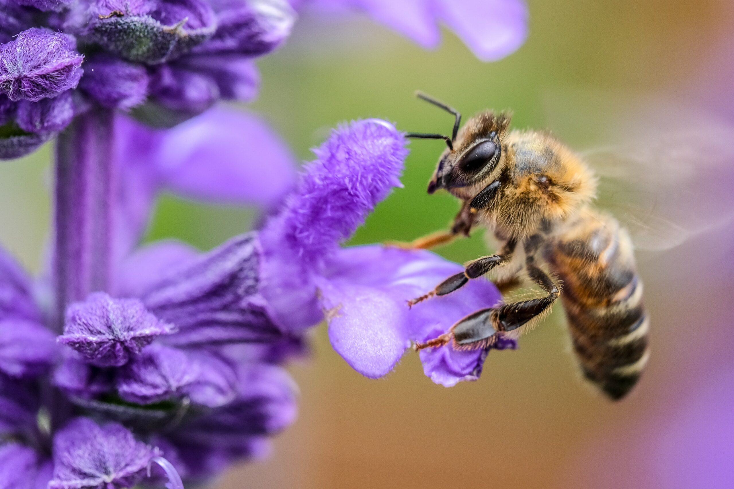 Five Easy Ways You Can Help Bees This Bee Day!