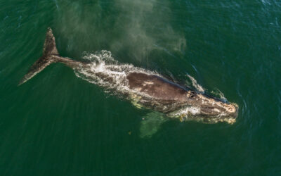 IFAW’s Commitment to the North Atlantic Right Whale