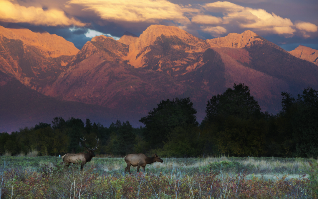 Two cow elks walking in a field with the sun setting along the mountains in the background.