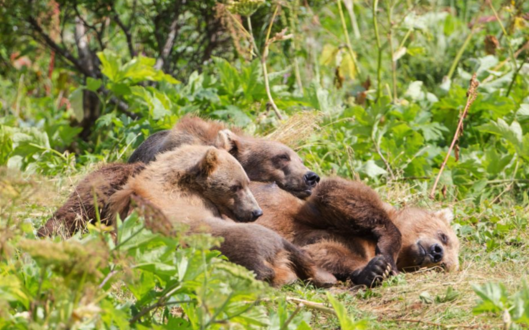 Kodiak brown bear with cubs