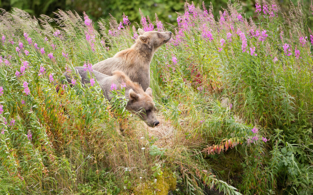 What IS a well-being approach to conservation exactly?