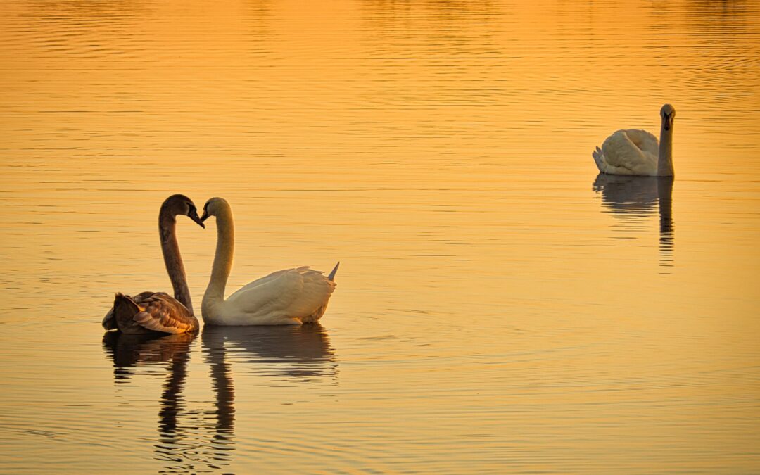 Three Swans, two swans and one swan on a body of water at sunset. Three's a crowd.