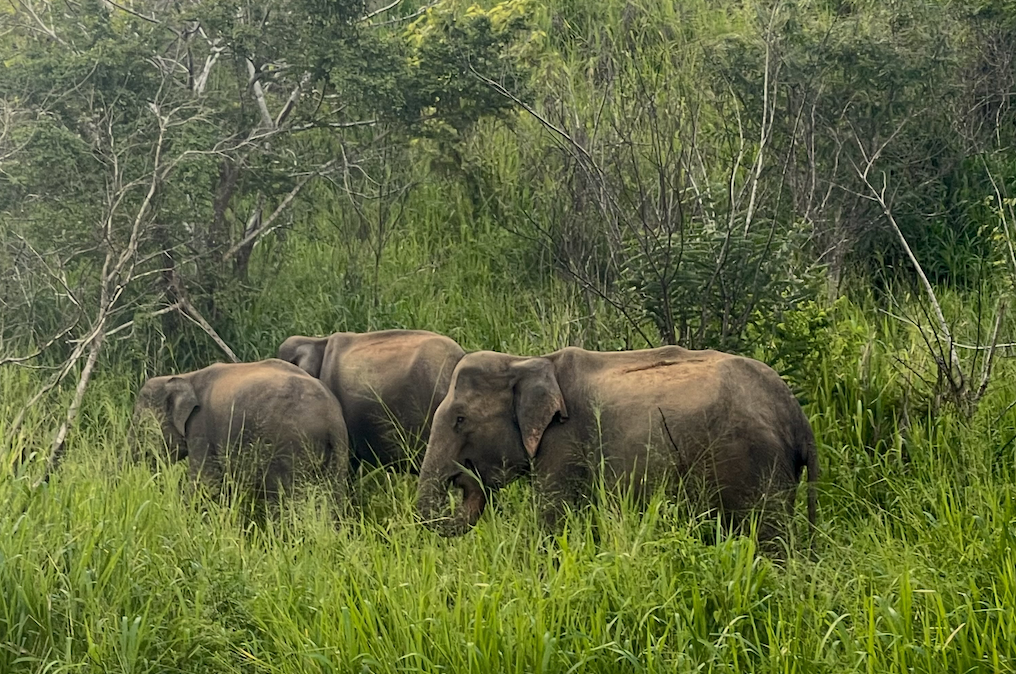 The wonders of Sri Lanka - OneNature