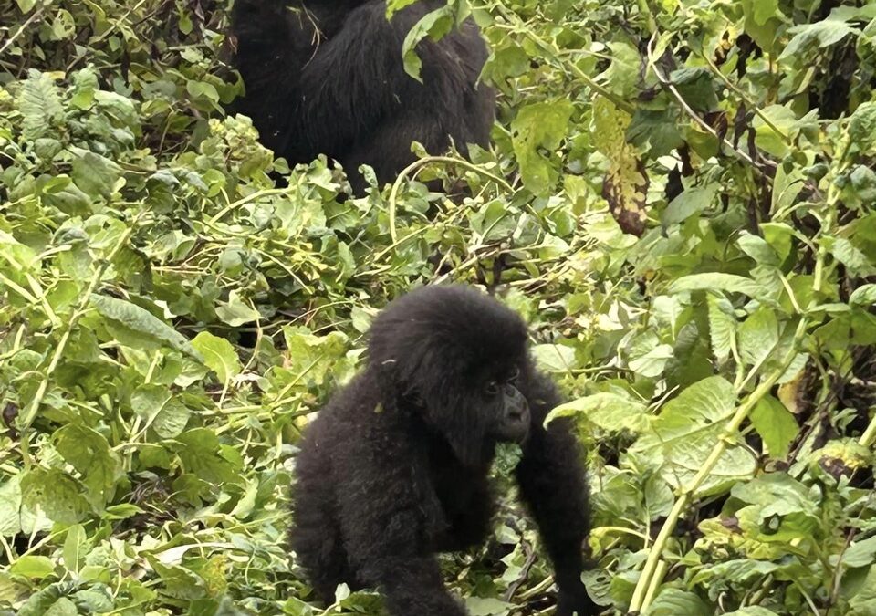 Community Conservation and Cultural Integration in Rwanda: Launching OneNature’s Wild Happiness Project with Red Rocks Initiative