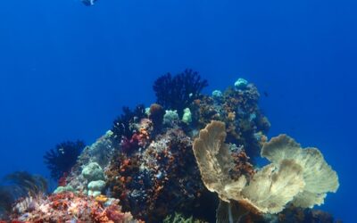 The Ocean’s Hidden Architects: Reflections on Coral Reefs, Conservation, and Community Well-being