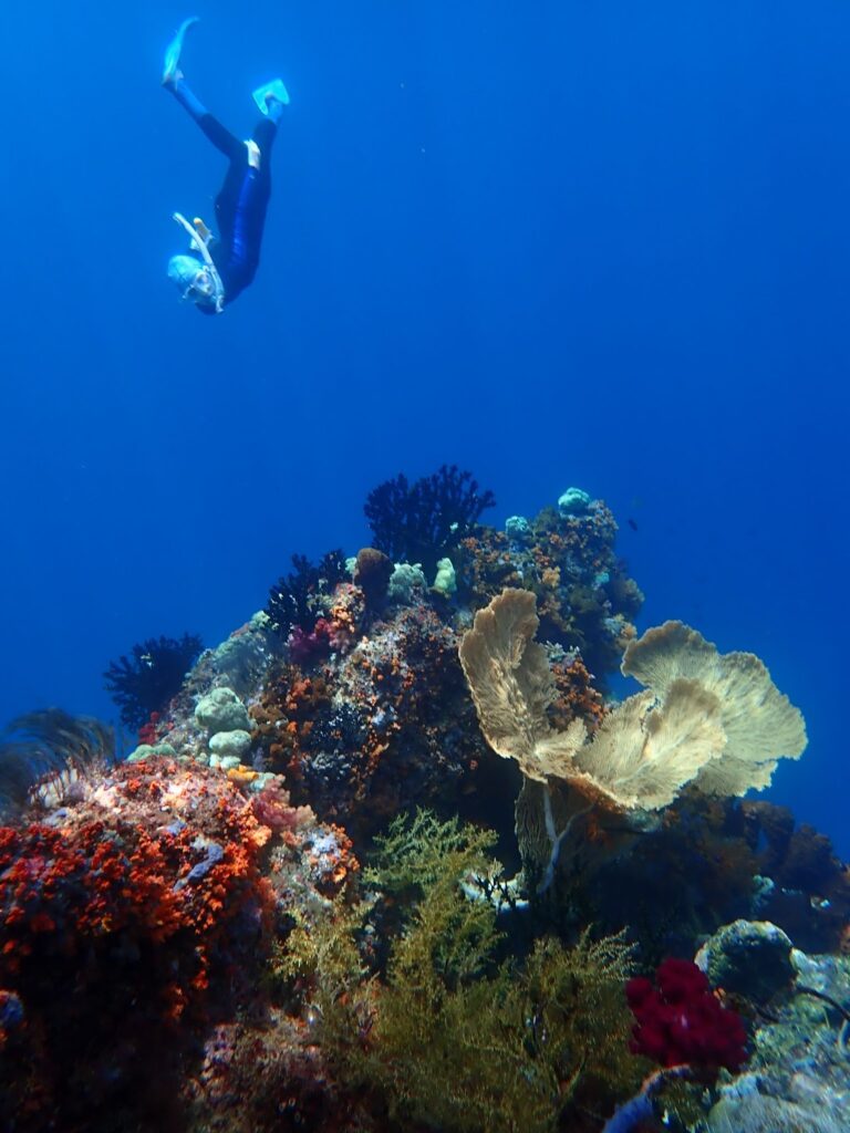 Coral Reef Diving