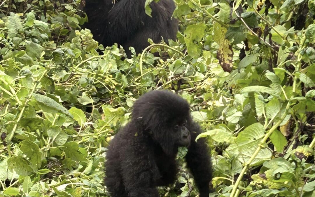 When Conservation Success Creates New Challenges: Measuring Wellbeing in Rwanda