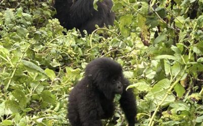 When Conservation Success Creates New Challenges: Measuring Wellbeing in Rwanda