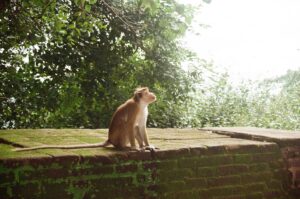 Monkey Sri Lanka pix courtesy Dehara Weeraman