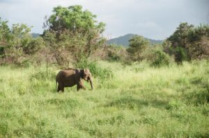 Sri Lanka Elephant pix courtesy Dehara Weeraman